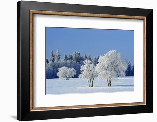 Canada, Manitoba, Birds Hill Provincial Park. Hoarfrost-covered trees in winter.-Jaynes Gallery-Framed Photographic Print