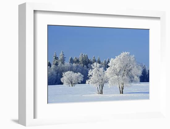 Canada, Manitoba, Birds Hill Provincial Park. Hoarfrost-covered trees in winter.-Jaynes Gallery-Framed Photographic Print