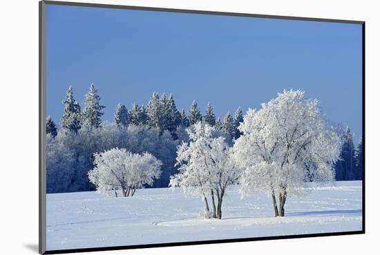 Canada, Manitoba, Birds Hill Provincial Park. Hoarfrost-covered trees in winter.-Jaynes Gallery-Mounted Photographic Print