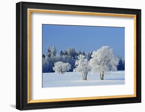 Canada, Manitoba, Birds Hill Provincial Park. Hoarfrost-covered trees in winter.-Jaynes Gallery-Framed Photographic Print