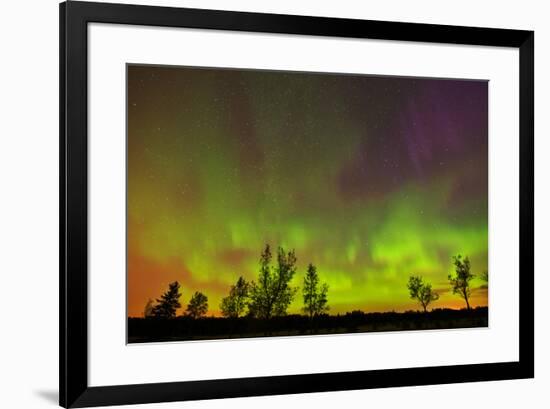 Canada, Manitoba, Birds Hill Provincial Park. Northern lights and tree silhouettes.-Jaynes Gallery-Framed Photographic Print