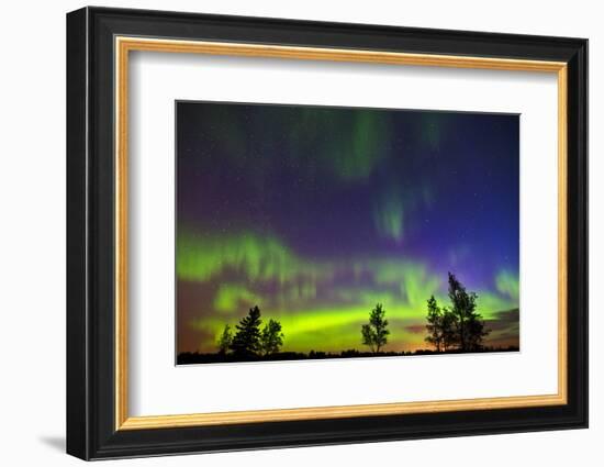 Canada, Manitoba, Birds Hill Provincial Park. Northern lights and tree silhouettes.-Jaynes Gallery-Framed Photographic Print