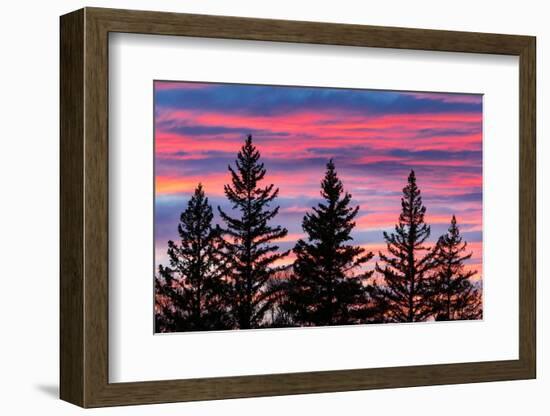 Canada, Manitoba, Birds Hill Provincial Park. Sunset silhouettes evergreen trees.-Jaynes Gallery-Framed Photographic Print