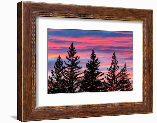 Canada, Manitoba, Birds Hill Provincial Park. Sunset silhouettes evergreen trees.-Jaynes Gallery-Framed Photographic Print