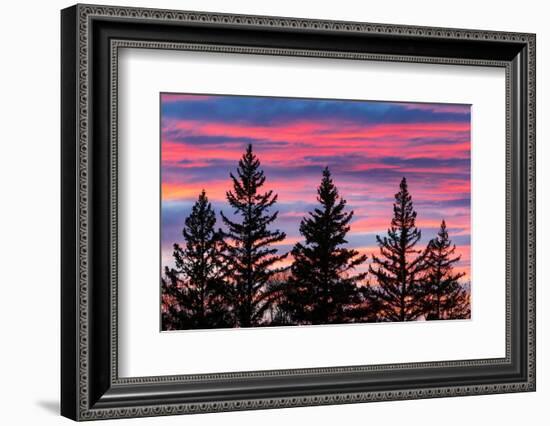 Canada, Manitoba, Birds Hill Provincial Park. Sunset silhouettes evergreen trees.-Jaynes Gallery-Framed Photographic Print