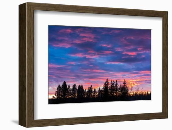 Canada, Manitoba, Birds Hill Provincial Park. Sunset silhouettes evergreen trees.-Jaynes Gallery-Framed Photographic Print