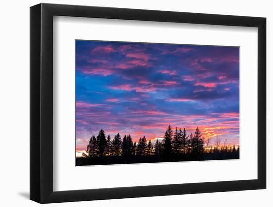 Canada, Manitoba, Birds Hill Provincial Park. Sunset silhouettes evergreen trees.-Jaynes Gallery-Framed Photographic Print