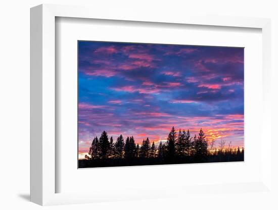 Canada, Manitoba, Birds Hill Provincial Park. Sunset silhouettes evergreen trees.-Jaynes Gallery-Framed Photographic Print