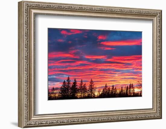 Canada, Manitoba, Birds Hill Provincial Park. Sunset silhouettes evergreen trees.-Jaynes Gallery-Framed Photographic Print