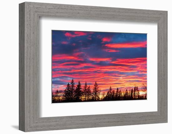 Canada, Manitoba, Birds Hill Provincial Park. Sunset silhouettes evergreen trees.-Jaynes Gallery-Framed Photographic Print