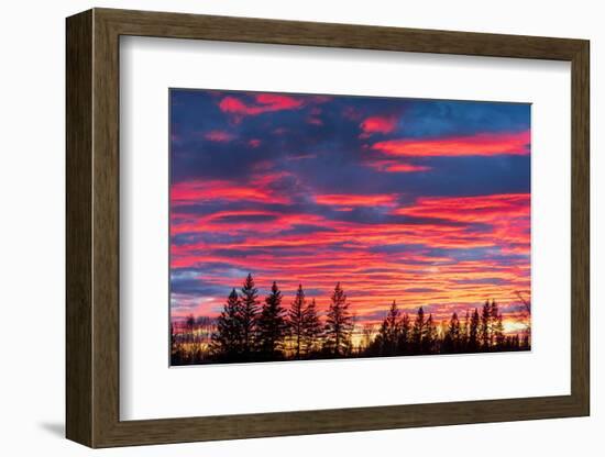 Canada, Manitoba, Birds Hill Provincial Park. Sunset silhouettes evergreen trees.-Jaynes Gallery-Framed Photographic Print