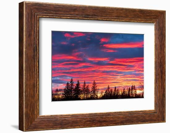 Canada, Manitoba, Birds Hill Provincial Park. Sunset silhouettes evergreen trees.-Jaynes Gallery-Framed Photographic Print