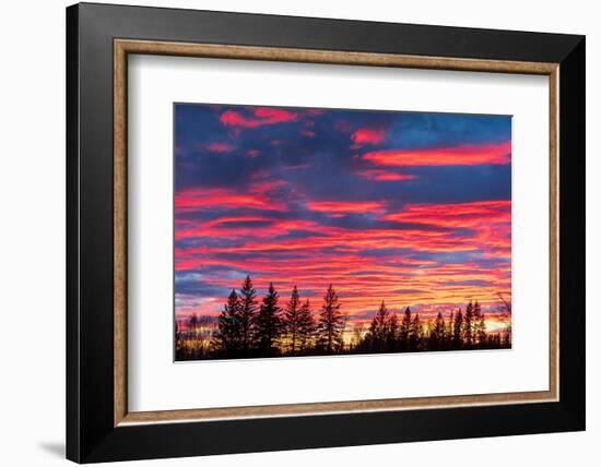 Canada, Manitoba, Birds Hill Provincial Park. Sunset silhouettes evergreen trees.-Jaynes Gallery-Framed Photographic Print