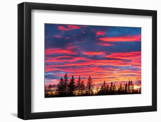 Canada, Manitoba, Birds Hill Provincial Park. Sunset silhouettes evergreen trees.-Jaynes Gallery-Framed Photographic Print