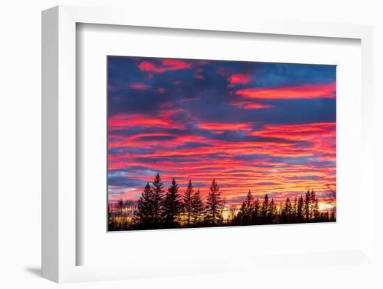 Canada, Manitoba, Birds Hill Provincial Park. Sunset silhouettes evergreen trees.-Jaynes Gallery-Framed Photographic Print