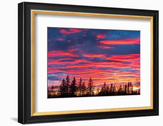 Canada, Manitoba, Birds Hill Provincial Park. Sunset silhouettes evergreen trees.-Jaynes Gallery-Framed Photographic Print