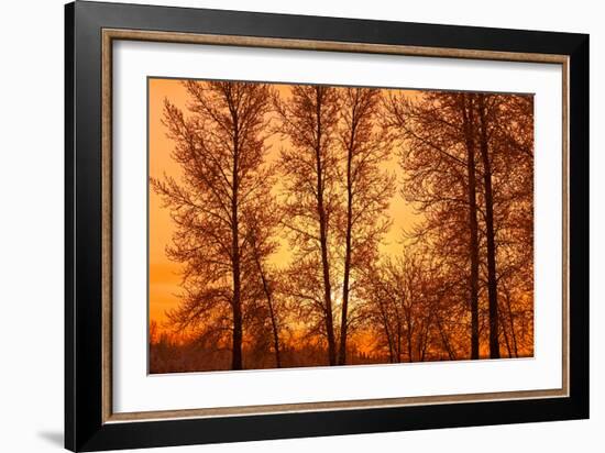 Canada, Manitoba, Birds Hill Provincial Park. Tree silhouettes at sunrise.-Jaynes Gallery-Framed Photographic Print