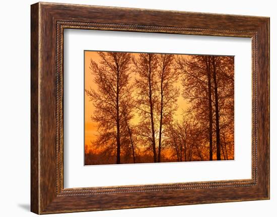 Canada, Manitoba, Birds Hill Provincial Park. Tree silhouettes at sunrise.-Jaynes Gallery-Framed Photographic Print