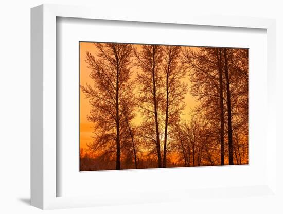 Canada, Manitoba, Birds Hill Provincial Park. Tree silhouettes at sunrise.-Jaynes Gallery-Framed Photographic Print