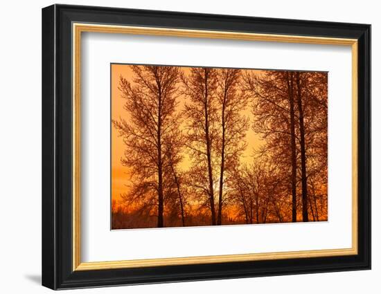 Canada, Manitoba, Birds Hill Provincial Park. Tree silhouettes at sunrise.-Jaynes Gallery-Framed Photographic Print