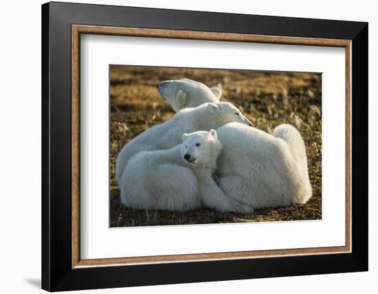 Canada, Manitoba, Churchill, Polar Bear and Cubs Resting on Tundra-Paul Souders-Framed Photographic Print