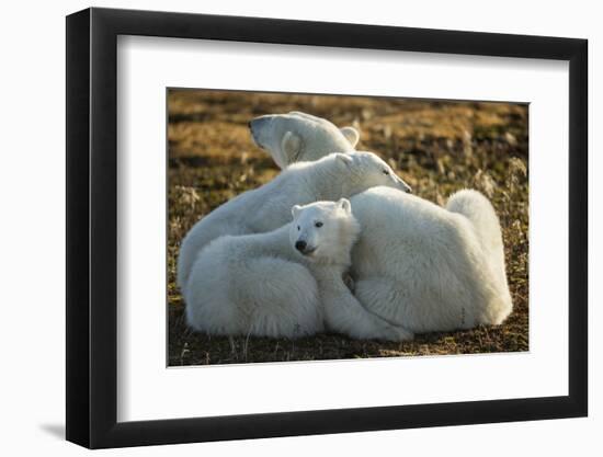 Canada, Manitoba, Churchill, Polar Bear and Cubs Resting on Tundra-Paul Souders-Framed Photographic Print