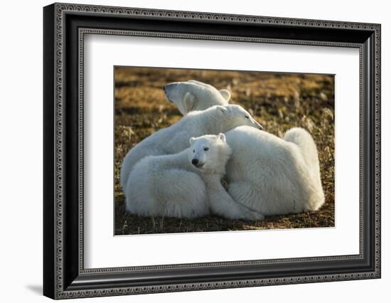 Canada, Manitoba, Churchill, Polar Bear and Cubs Resting on Tundra-Paul Souders-Framed Photographic Print