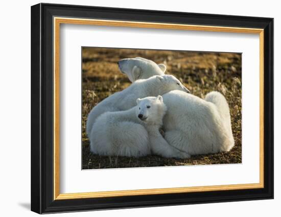 Canada, Manitoba, Churchill, Polar Bear and Cubs Resting on Tundra-Paul Souders-Framed Photographic Print