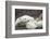 Canada, Manitoba, Churchill, Polar Bear and Young Cubs Resting-Paul Souders-Framed Photographic Print