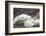 Canada, Manitoba, Churchill, Polar Bear and Young Cubs Resting-Paul Souders-Framed Photographic Print