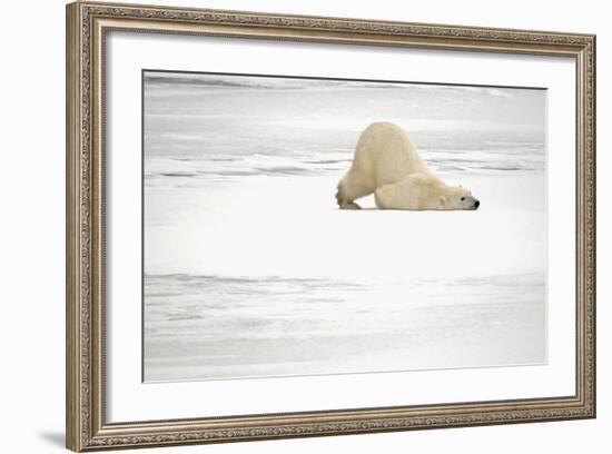 Canada, Manitoba, Churchill. Polar Bear on Frozen Tundra-Jaynes Gallery-Framed Photographic Print