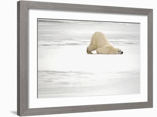 Canada, Manitoba, Churchill. Polar Bear on Frozen Tundra-Jaynes Gallery-Framed Photographic Print