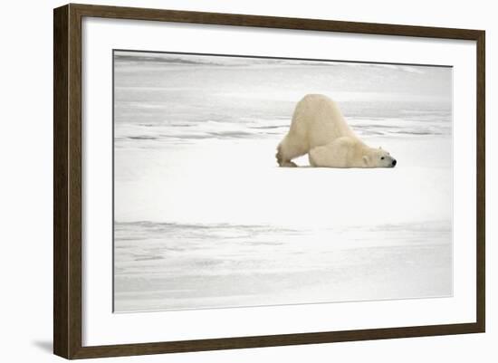 Canada, Manitoba, Churchill. Polar Bear on Frozen Tundra-Jaynes Gallery-Framed Photographic Print