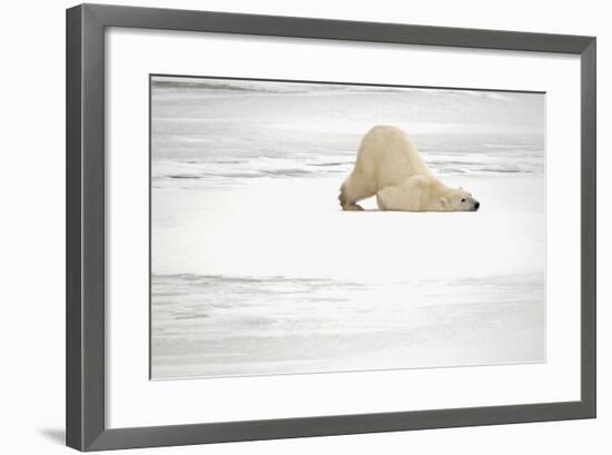 Canada, Manitoba, Churchill. Polar Bear on Frozen Tundra-Jaynes Gallery-Framed Photographic Print