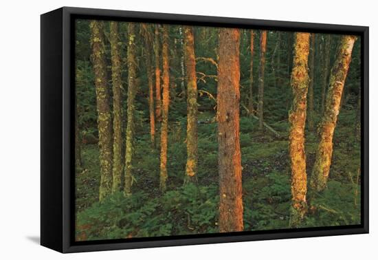Canada, Manitoba, Clearwater Provincial Park. Fading light on forest.-Jaynes Gallery-Framed Premier Image Canvas
