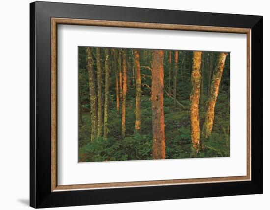 Canada, Manitoba, Clearwater Provincial Park. Fading light on forest.-Jaynes Gallery-Framed Photographic Print