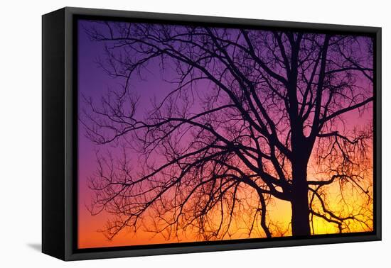 Canada, Manitoba. Cottonwood tree at sunset.-Jaynes Gallery-Framed Premier Image Canvas