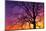 Canada, Manitoba. Cottonwood tree at sunset.-Jaynes Gallery-Mounted Photographic Print