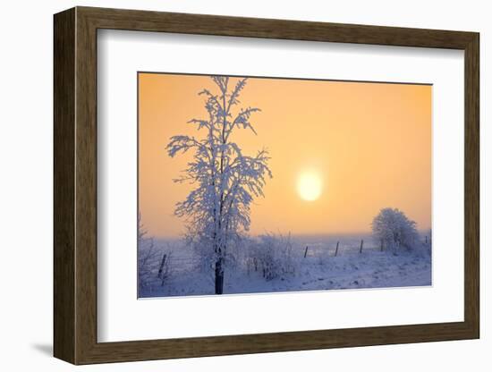 Canada, Manitoba, Dugald. Hoarfrost-covered trees in fog.-Jaynes Gallery-Framed Photographic Print