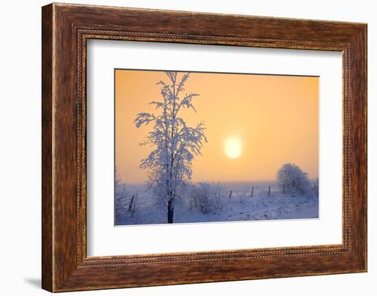 Canada, Manitoba, Dugald. Hoarfrost-covered trees in fog.-Jaynes Gallery-Framed Photographic Print