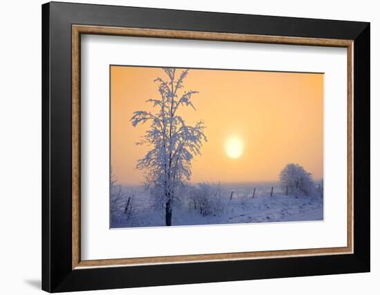 Canada, Manitoba, Dugald. Hoarfrost-covered trees in fog.-Jaynes Gallery-Framed Photographic Print