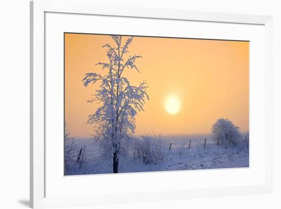 Canada, Manitoba, Dugald. Hoarfrost-covered trees in fog.-Jaynes Gallery-Framed Photographic Print