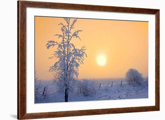 Canada, Manitoba, Dugald. Hoarfrost-covered trees in fog.-Jaynes Gallery-Framed Photographic Print