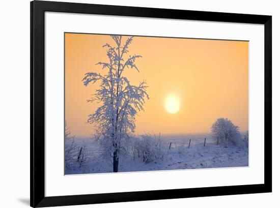Canada, Manitoba, Dugald. Hoarfrost-covered trees in fog.-Jaynes Gallery-Framed Photographic Print