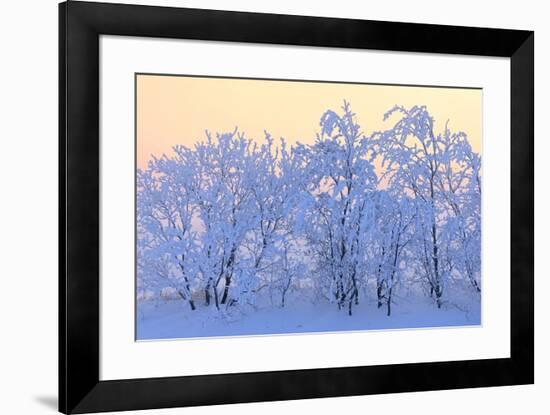 Canada, Manitoba, Dugald. Hoarfrost-covered trees.-Jaynes Gallery-Framed Photographic Print