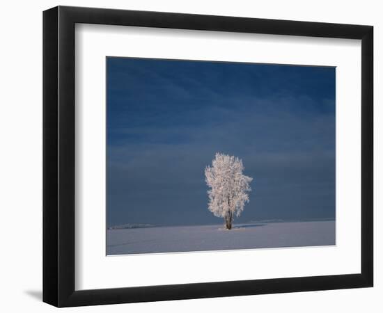 Canada, Manitoba, Dugald. Hoarfrost on cottonwood tree in snow-covered field.-Jaynes Gallery-Framed Photographic Print