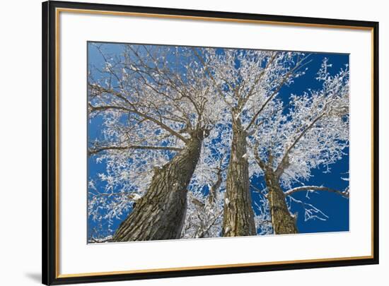 Canada, Manitoba, Dugald. Hoarfrost on cottonwood tree.-Jaynes Gallery-Framed Photographic Print