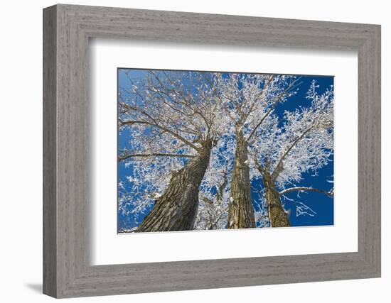 Canada, Manitoba, Dugald. Hoarfrost on cottonwood tree.-Jaynes Gallery-Framed Photographic Print