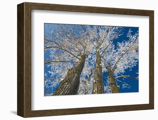 Canada, Manitoba, Dugald. Hoarfrost on cottonwood tree.-Jaynes Gallery-Framed Photographic Print