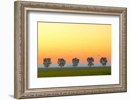 Canada, Manitoba, Fannystelle. Shelterbelt trees in fog at sunrise.-Jaynes Gallery-Framed Photographic Print